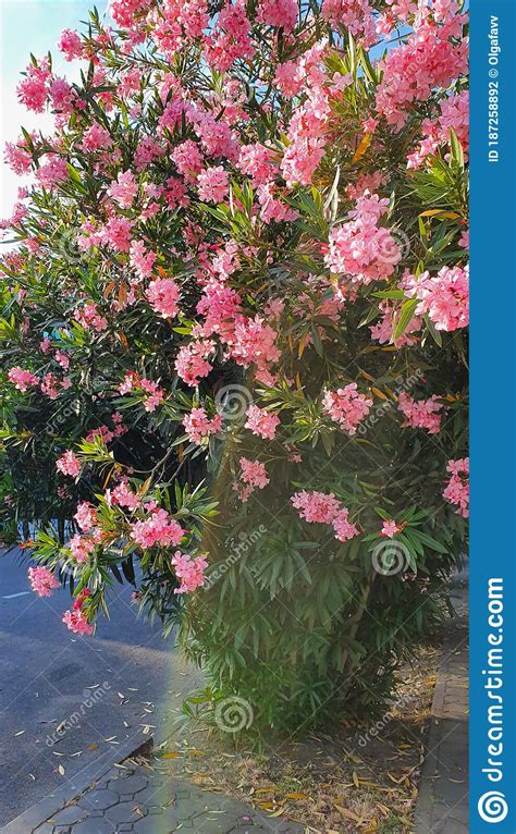 Blooming Oleander Beautiful But Poisonous Stock Photo Image Of