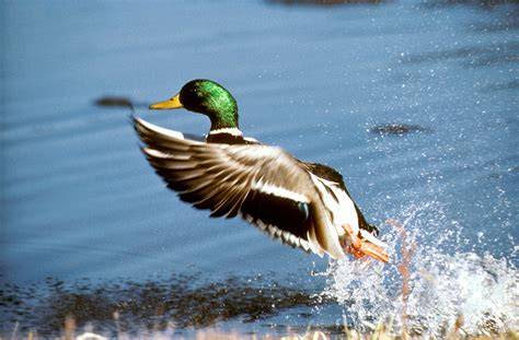 Free Images Nature Wing Flying Male Wildlife Beak Flight