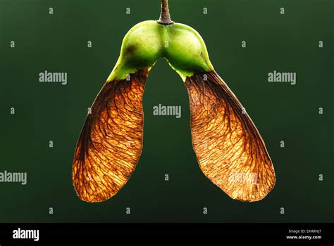 Sycamore Seeds Uk Stock Photo 62536271 Alamy