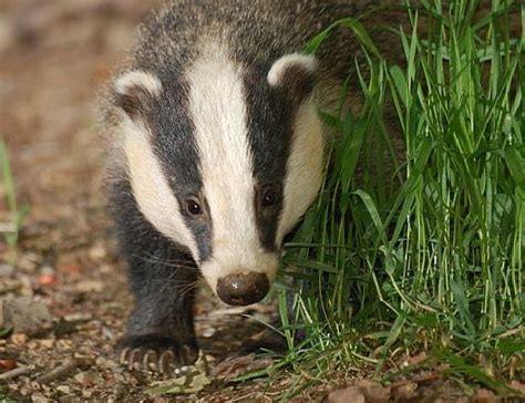 Badger Facts Animal Facts Encyclopedia