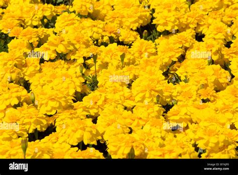 Flower Bed With Hi Res Stock Photography And Images Alamy