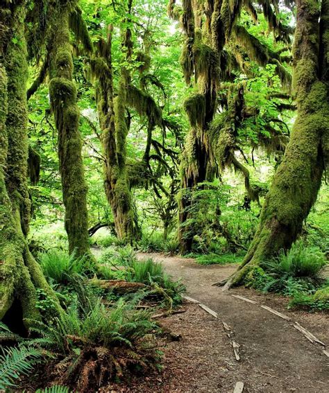Hoh Rainforest In The Pacific Northwest Hiking Tips Inspiration