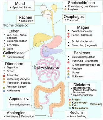 Folgende organe des menschen können bzw. Physiologie: Verdauungsprozesse | Anatomie lernen ...