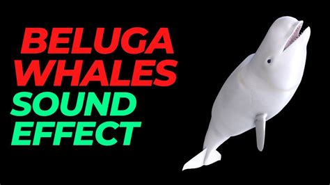 Beluga Whales Sound Effect No Copyright Beluga Whales Noises Whales