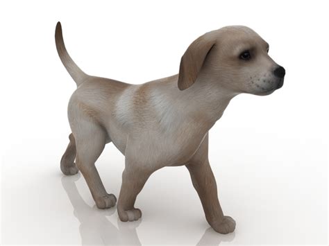 Puppy Free 3d Models