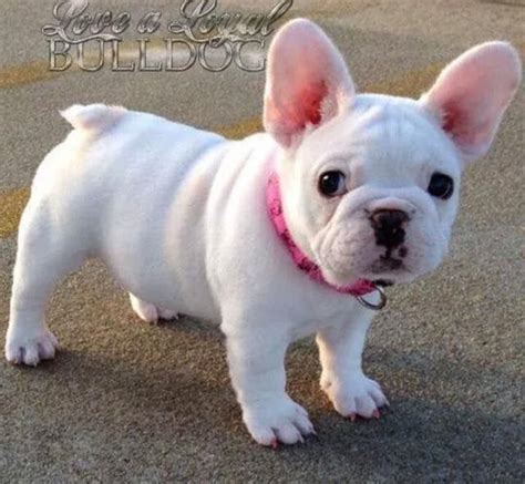 You should never buy a puppy based solely on price. Frenchie | Bulldog puppies, French bulldog puppies, Bulldog