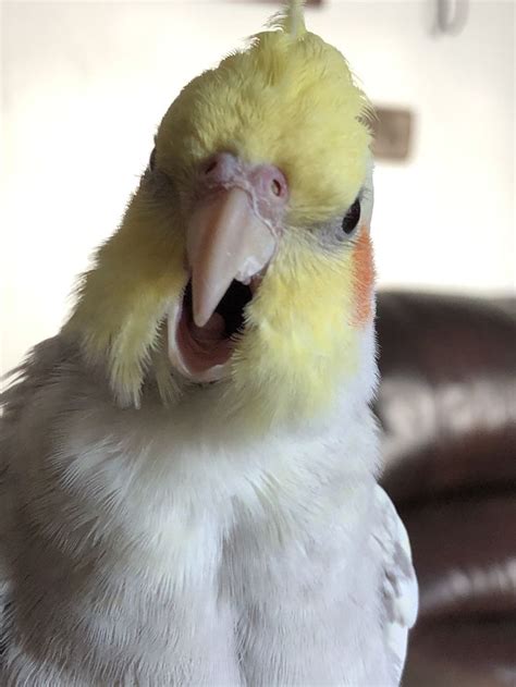 Bird Yawning In 2020 Bird Yawning Animals