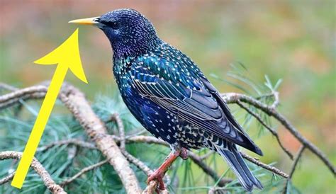 3 Proven Ways To Get Rid Of Starlings Today Bird Watching Hq