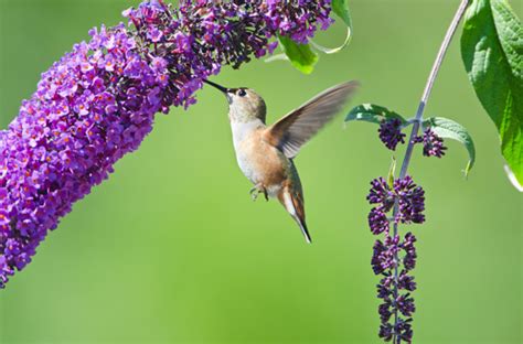 Individual plants make lovely specimens in the. Top 10 Flowers That Attract Hummingbirds To Your Yard ...