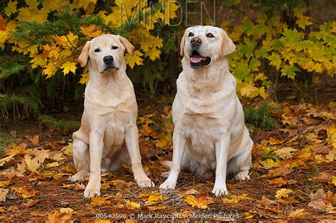 Minden Pictures Yellow Labrador Retriever Canis