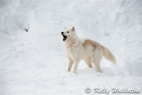 Artic Wolf 2113 Arctic Wolf In The Snow Kelly Walkotten Flickr