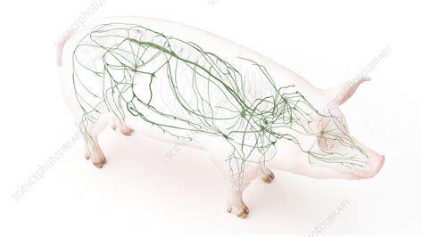 Pig Lymphatic System Illustration Stock Image F0355264 Science