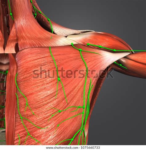 Shoulder Muscle Anatomy Lymph Nodes Anterior Stock Illustration 1075660733