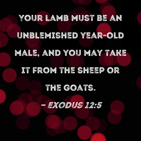 Exodus 125 Your Lamb Must Be An Unblemished Year Old Male And You May