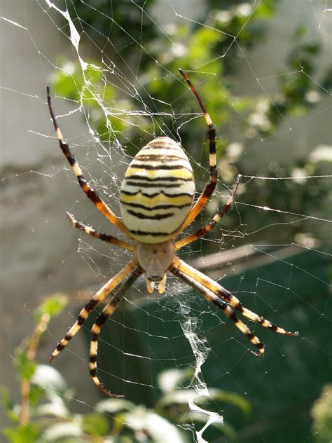 Yellow White Striped Spider Spider In Italy The Body Wa Flickr