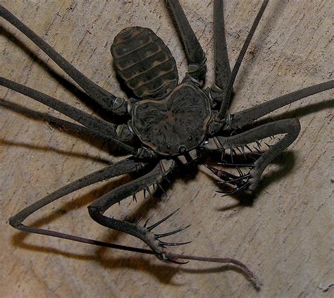 Whip Spider Heterophrynus Elaphus Peruvian Amazon A Photo On