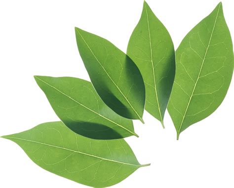 Download Green Leaves Png Image For Free