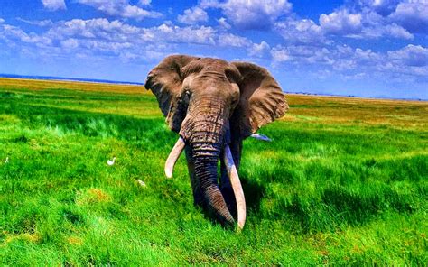 Spoonflower peel and stick removable wallpaper, elephant pink floral blush print 3d wall sticker elephant wallpaper wall decals diy mural kids room dining living room home decor. AFRICAN ELEPHANTS HD WALLPAPERS | FREE HD WALLPAPERS
