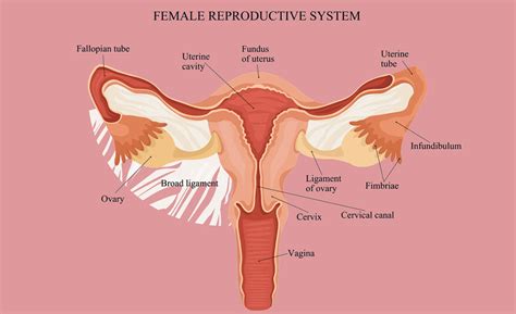 Anatomy Of The Female Reproductive System Happy Healthy You