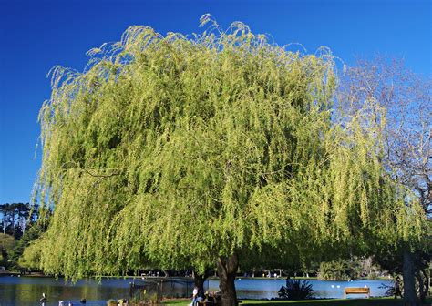 Fileweeping Willow Wikimedia Commons
