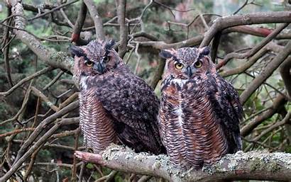Eared Owl Owls Wallpapers Animals