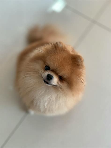 Brown Pomeranian Puppy · Free Stock Photo