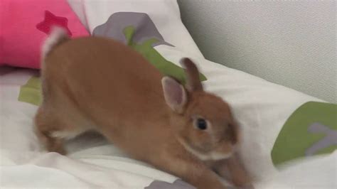May 15, 2015 · grass mats/beds: Digging!! Sliding!! Cute Netherland Dwarf bunny Rabbit ...