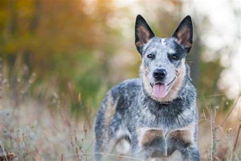 Australian Cattle Dog Dogs Breed Facts Information And Advice