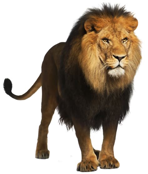 Wild Animals Png Transparent Wild Animalspng Images Pluspng