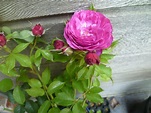 'Eufemia' Rose Photo
