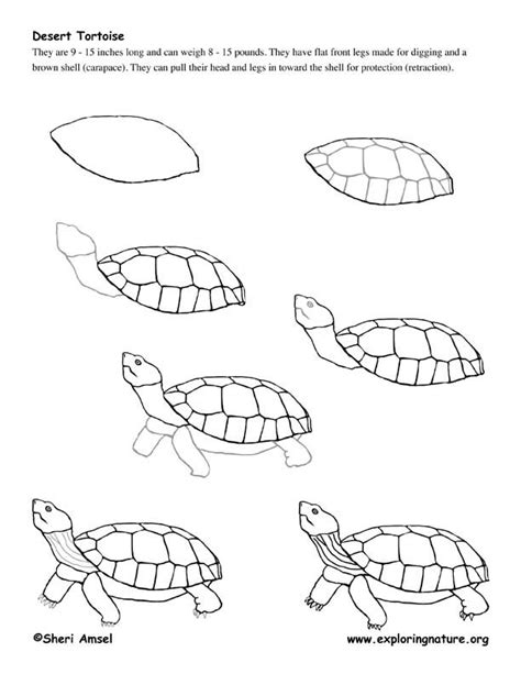 How To Draw A Tortoise Easy