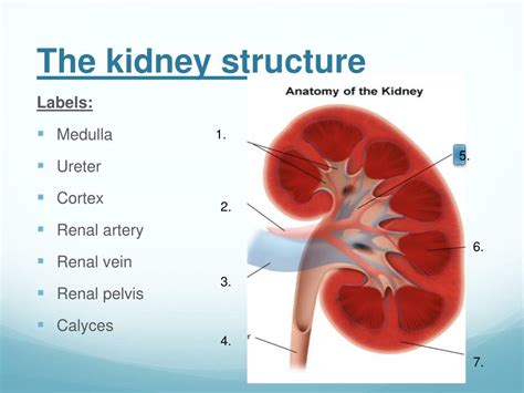 Anatomy Of The Kidneys Powerpoint Diagram Diagram Powerpoint Anatomy Images