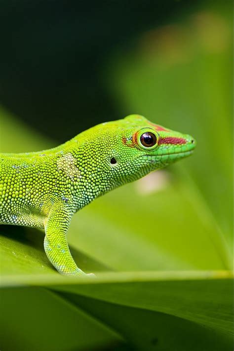 Animals Reptiles Gecko Green Lizard 4k Wallpapers Hd Images For Desktop