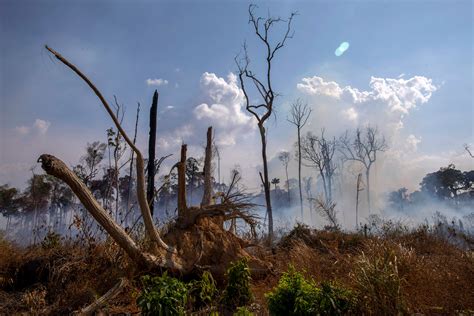 The Amazon Rainforest Is Still On Fire—heres How You Can Help
