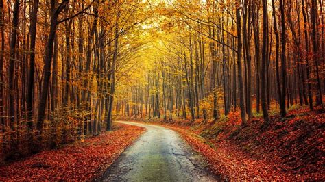 Nature Landscape Fall Forest Road Red Yellow Leaves Trees