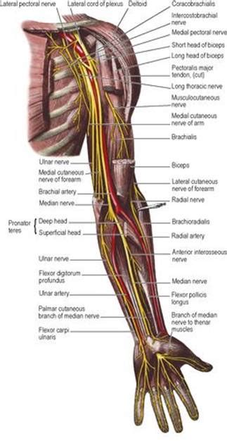 Summary Of Upper Limb Innervation Lasts Anatomy Regional And Applied