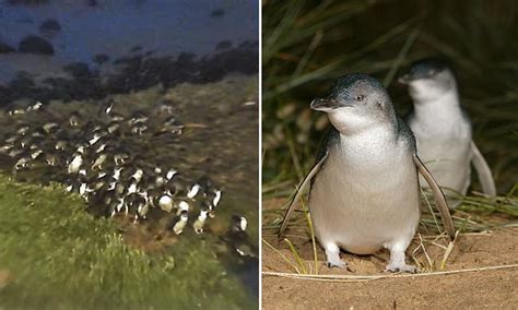 Sexual orientation vs gender identity. March of the penguins! Live feed of Phillip Island parade ...
