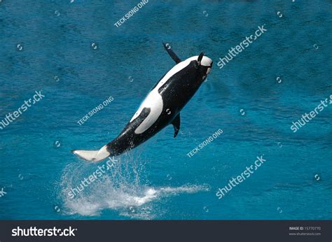 Killer Whale Jumping Out From Water And Splashes A Lot Of Water Stock