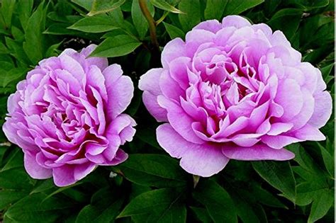 Itoh Intersectional Hybrid Peonydont Require Deep Chill That