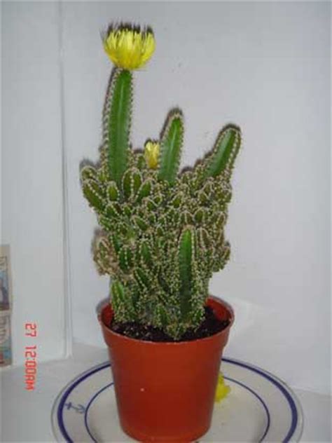 5 out of 5 stars. Questions Archives - Page 10 of 20 - Cactus Jungle