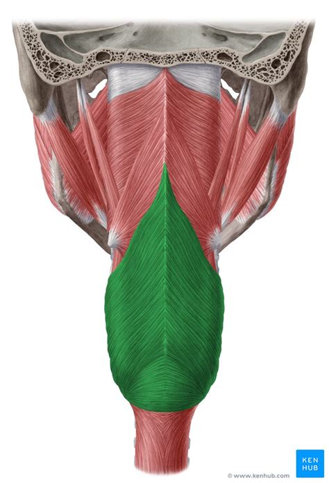 Muscle Pelvis Anatomy