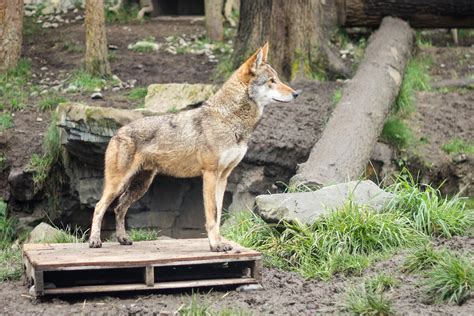 Red Wolf One Of The Red Wolves That The Point Defiance Zoo Flickr