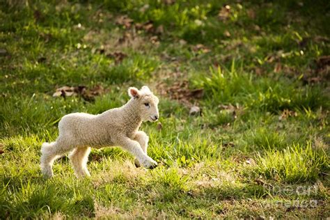 Running Lamb Photograph By Lara Morrison