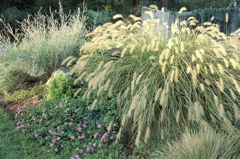 8 Best Ornamental Grasses To Add Privacy To The Garden Ornamental