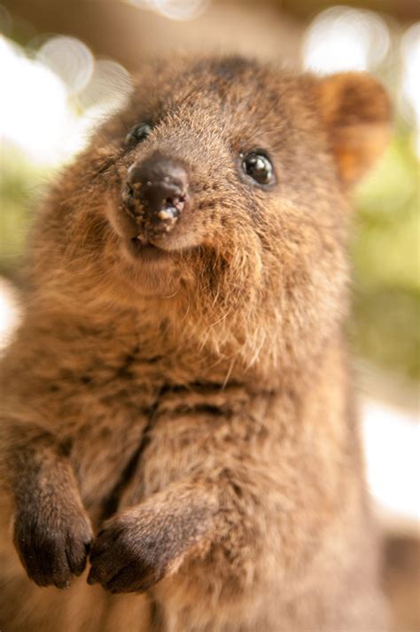 Fun Facts About Cute Animals Quokka Edition Explore