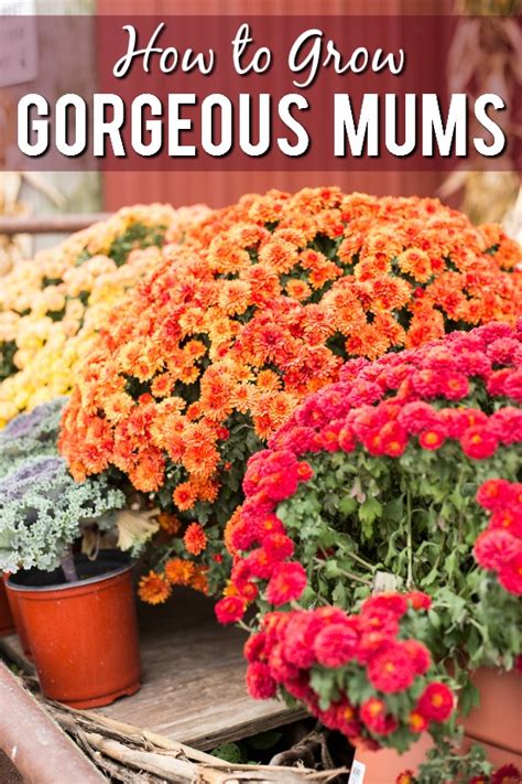 How To Grow Gorgeous Mums The Gracious Wife