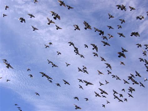 A Large Flock Of Pigeon Birds Flying Against The Blue Sky Stock Image