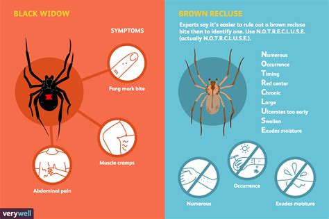 Wolf Spider Bite Stages Wolf Spider