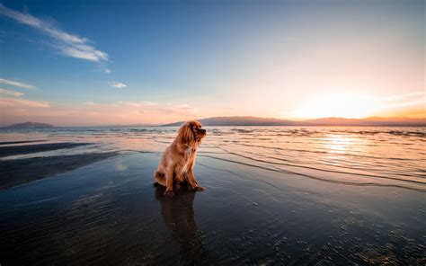 Wallpaper Brown Dog Sitting At Sunset Seashore 3840x2160 Uhd 4k Picture