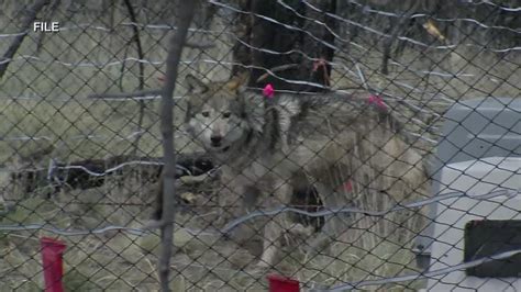 Wolves To Find New Home At Ted Turners New Mexico Ranch Youtube
